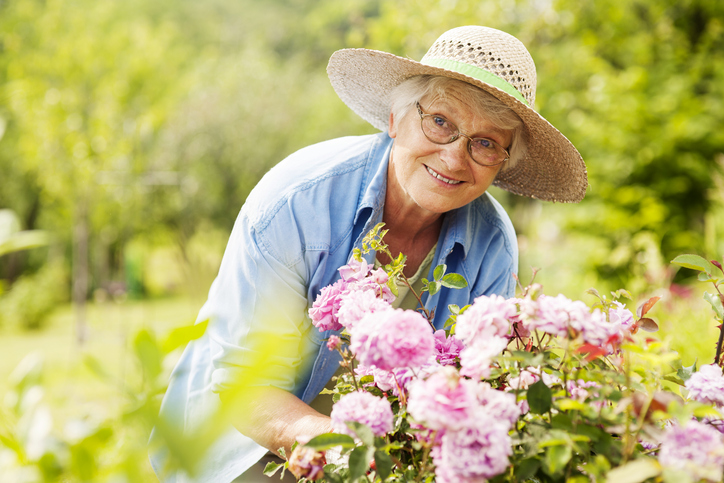 Older woman in sun hat tending her roses garden.