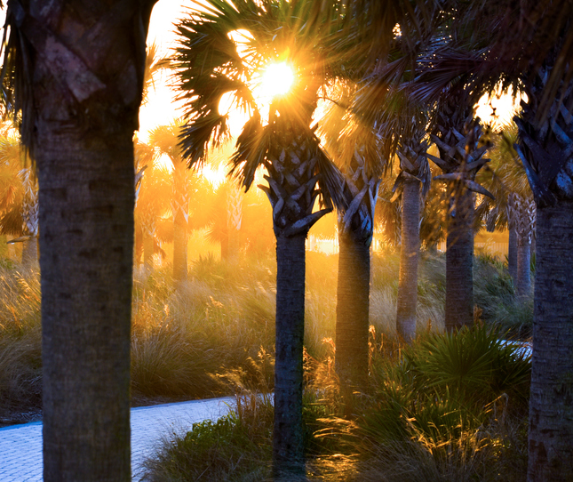 Golden sunrise shining brightly through the winding palm trees along the coast of Florida.